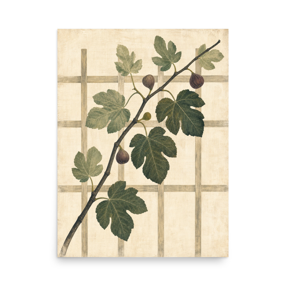 Fig Espalier — botanical art print by Frame & Field
